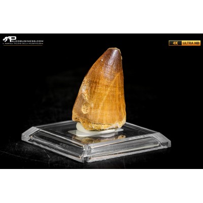 Dente fossile di Mosasaurus sp.