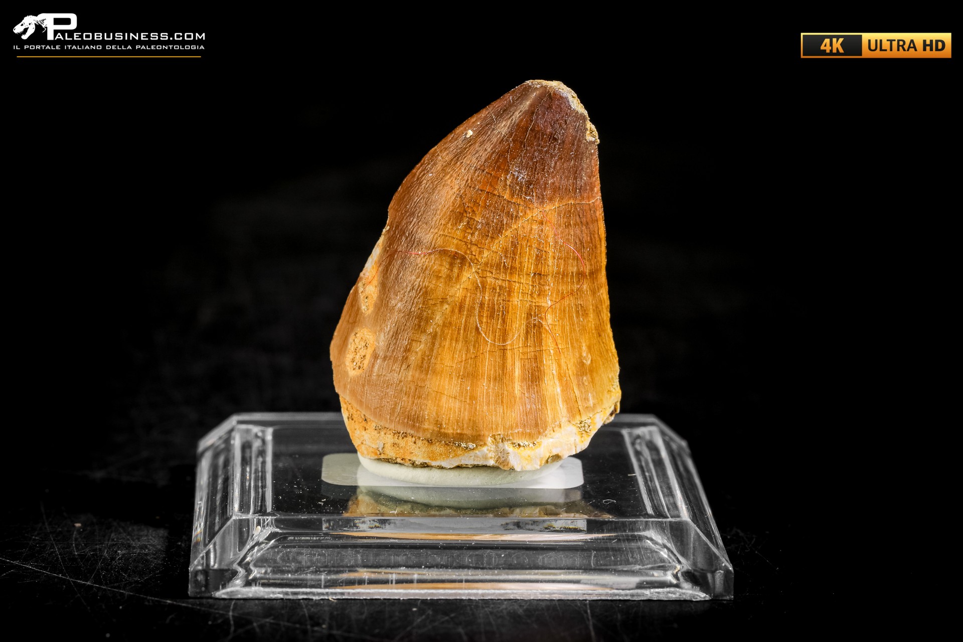 Dente fossile di Mosasaurus sp.