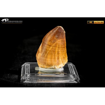 Dente fossile di Mosasaurus sp.