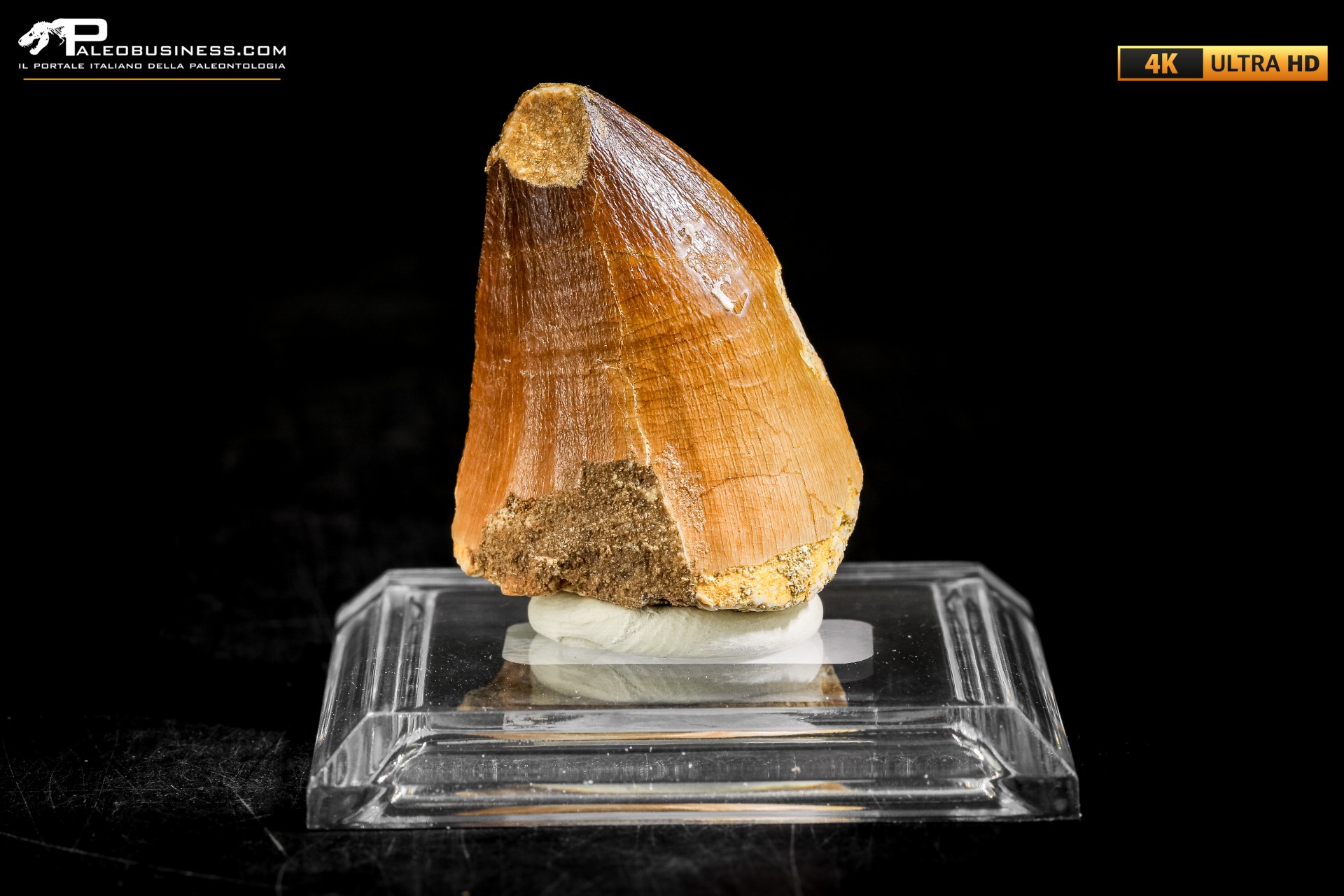 Dente fossile di Mosasaurus sp.
