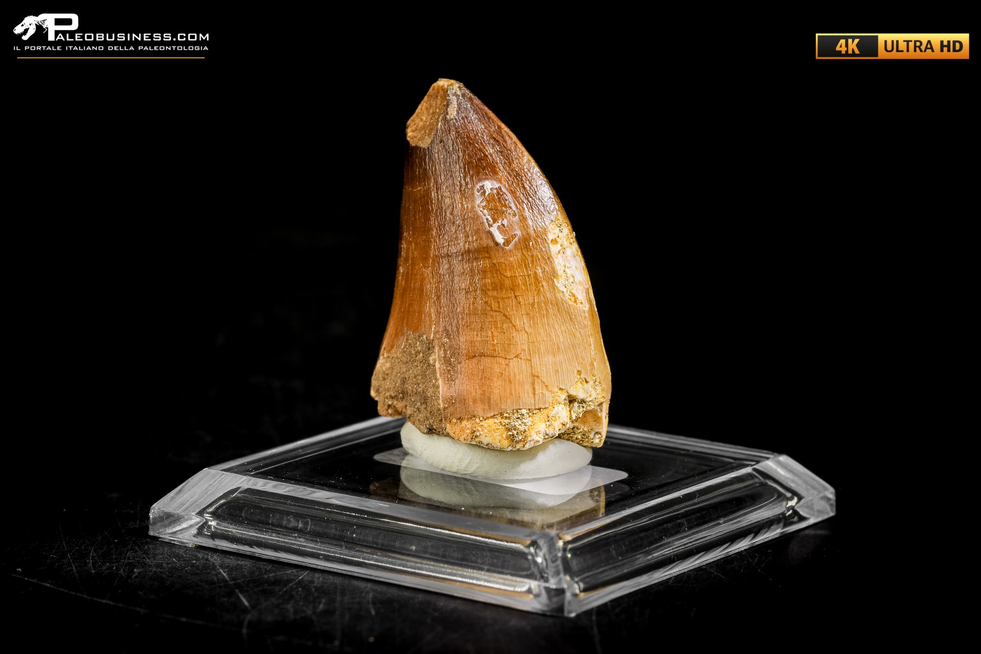 Dente fossile di Mosasaurus sp.