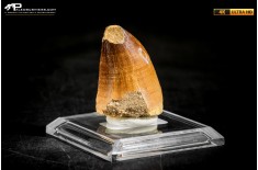 Dente fossile di Mosasaurus sp.