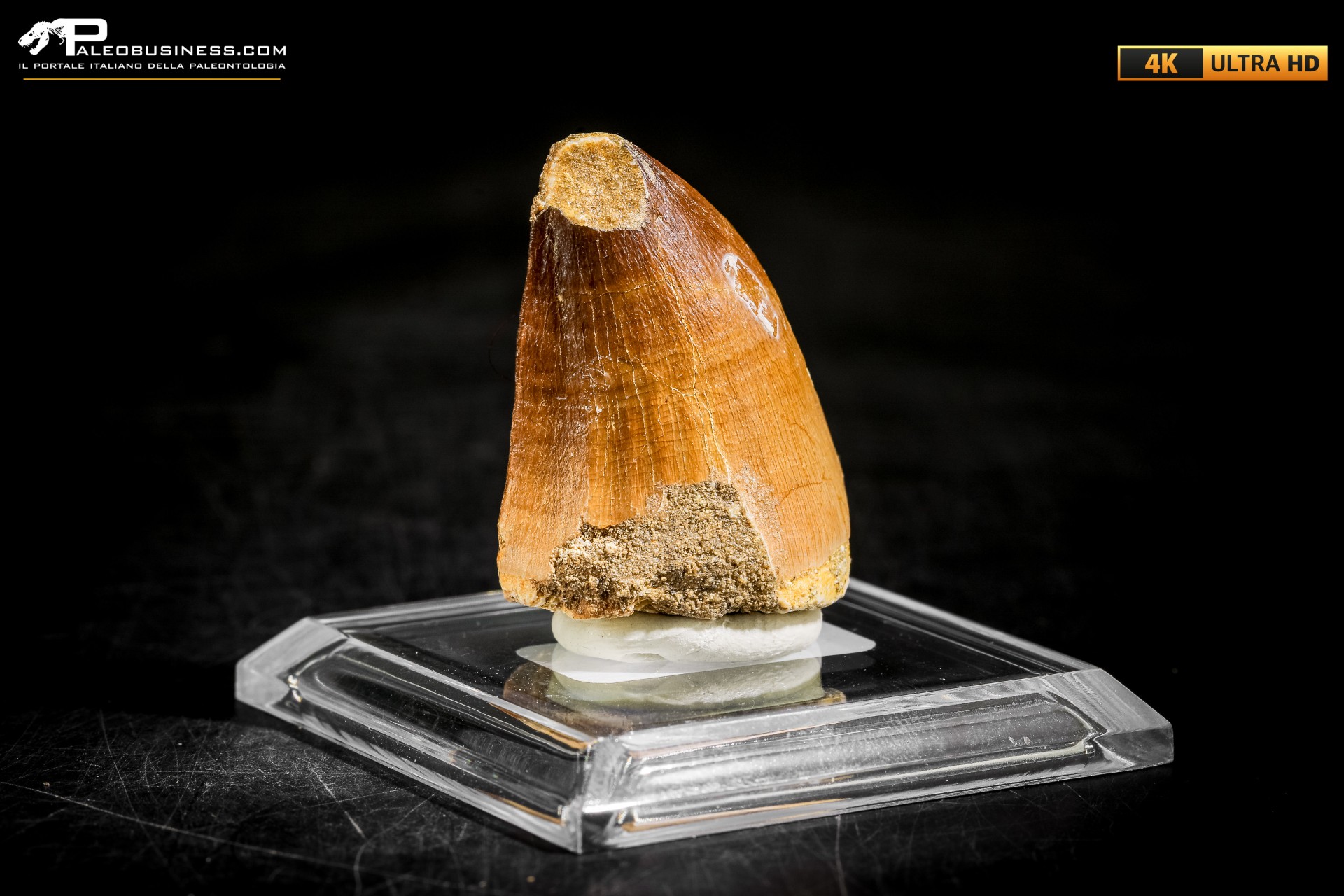 Dente fossile di Mosasaurus sp.