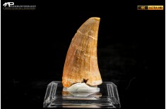 Dente fossile di Mosasaurus sp.