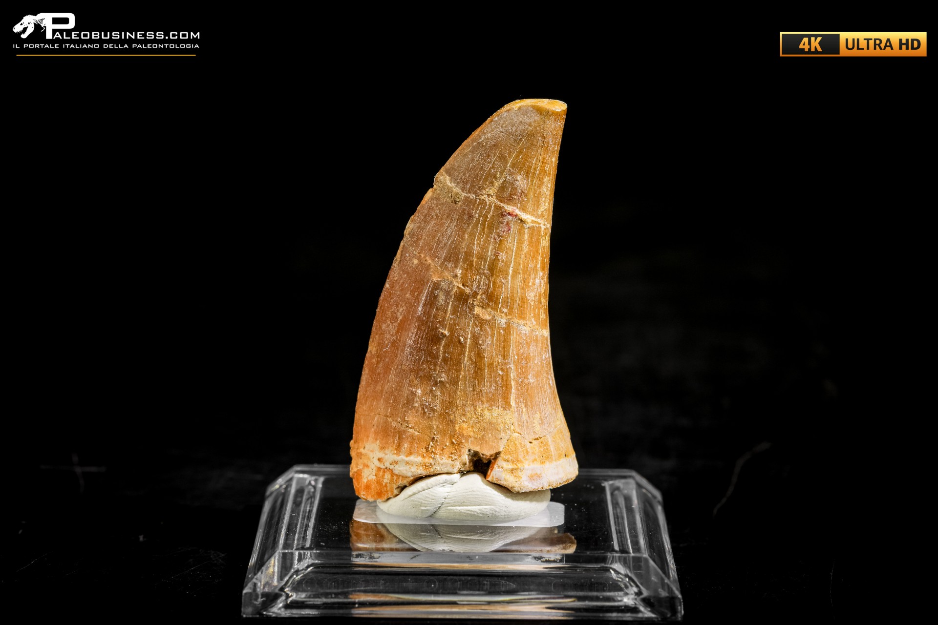 Dente fossile di Mosasaurus sp.