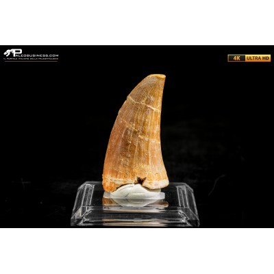 Dente fossile di Mosasaurus sp.