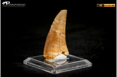 Dente fossile di Mosasaurus sp.
