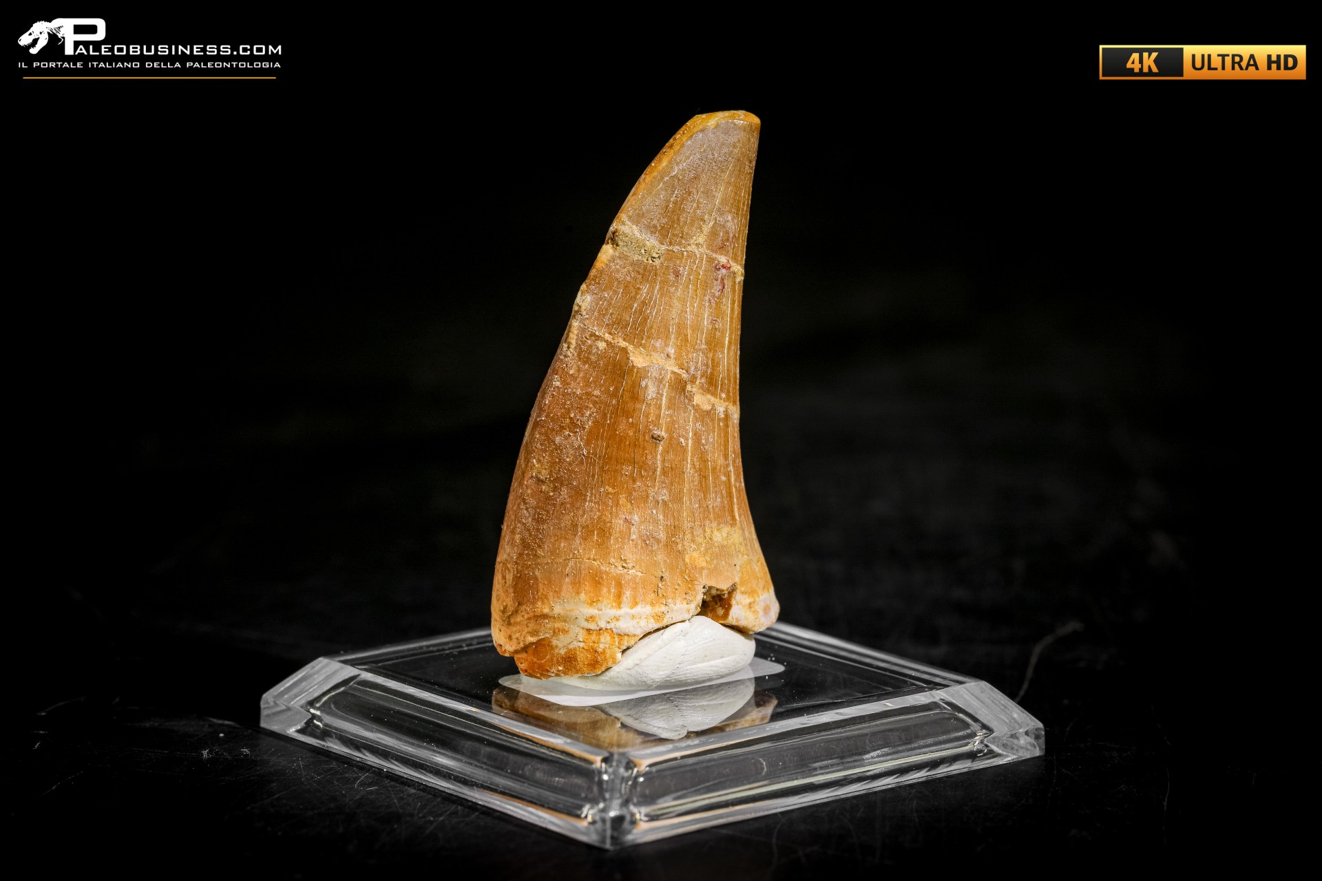 Dente fossile di Mosasaurus sp.