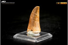 Dente fossile di Mosasaurus sp.