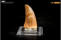 Dente fossile di Mosasaurus sp.