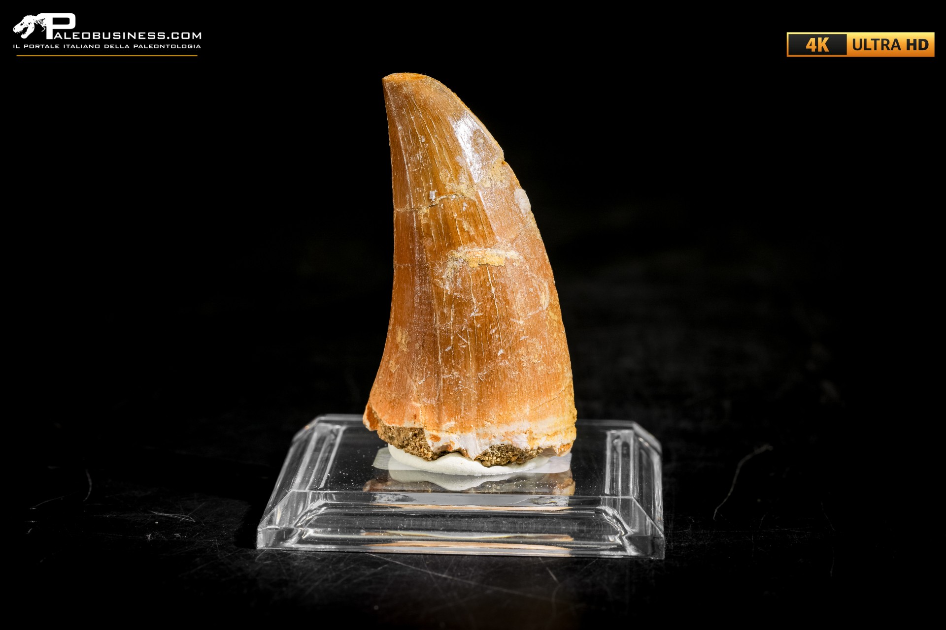 Dente fossile di Mosasaurus sp.