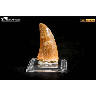 Dente fossile di Mosasaurus sp.