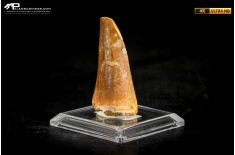 Dente fossile di Mosasaurus sp.
