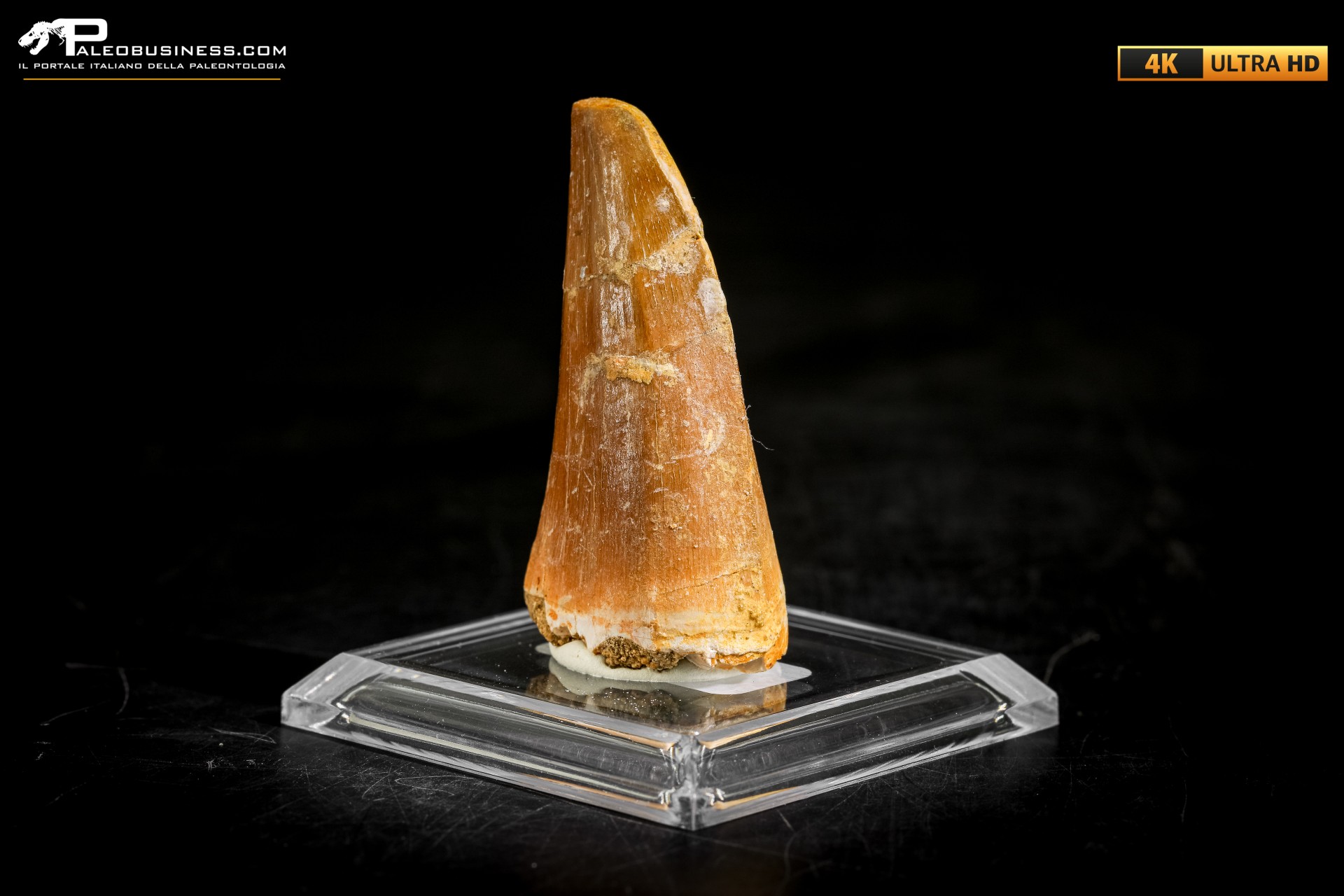 Dente fossile di Mosasaurus sp.