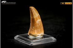 Dente fossile di Mosasaurus sp.