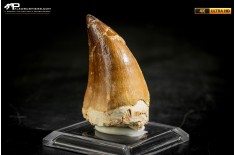 Dente fossile di Mosasaurus sp.