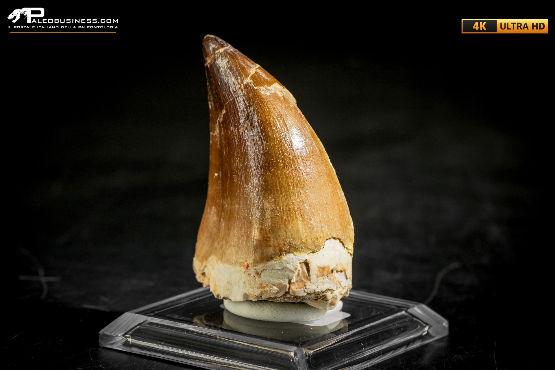 Dente fossile di Mosasaurus sp.