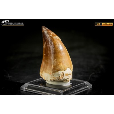 Dente fossile di Mosasaurus sp.