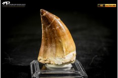 Dente fossile di Mosasaurus sp.