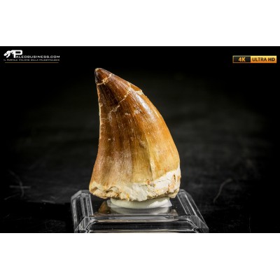 Dente fossile di Mosasaurus sp.