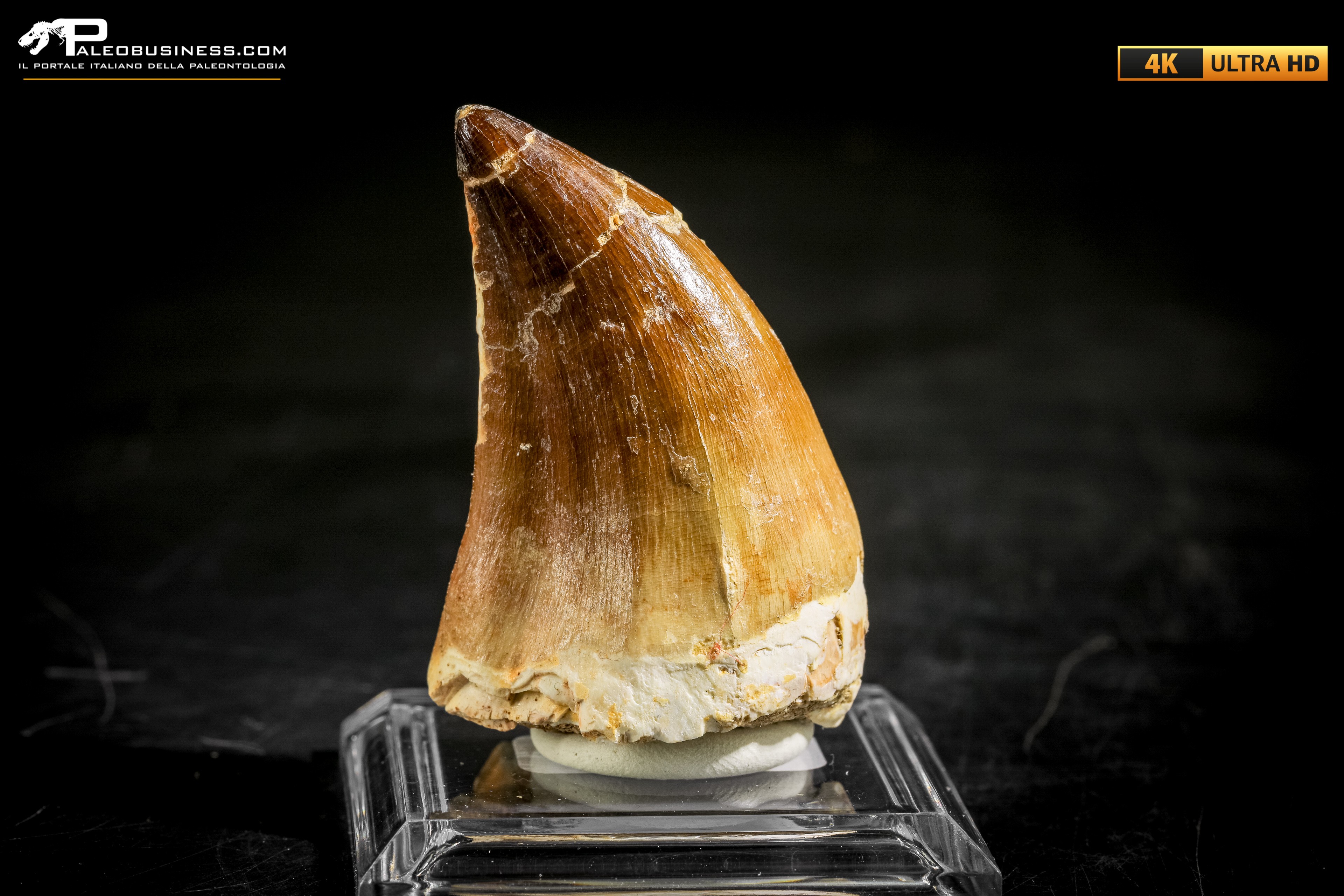Dente fossile di Mosasaurus sp.