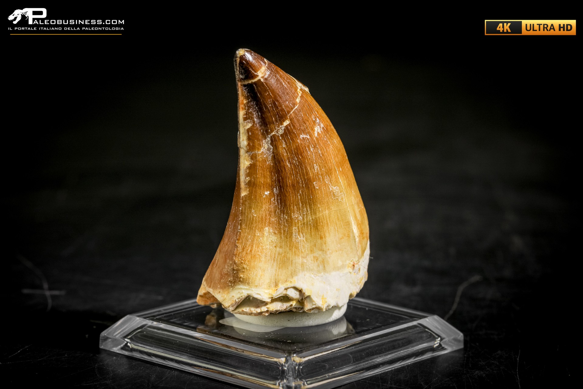 Dente fossile di Mosasaurus sp.