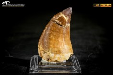 Dente fossile di Mosasaurus sp.