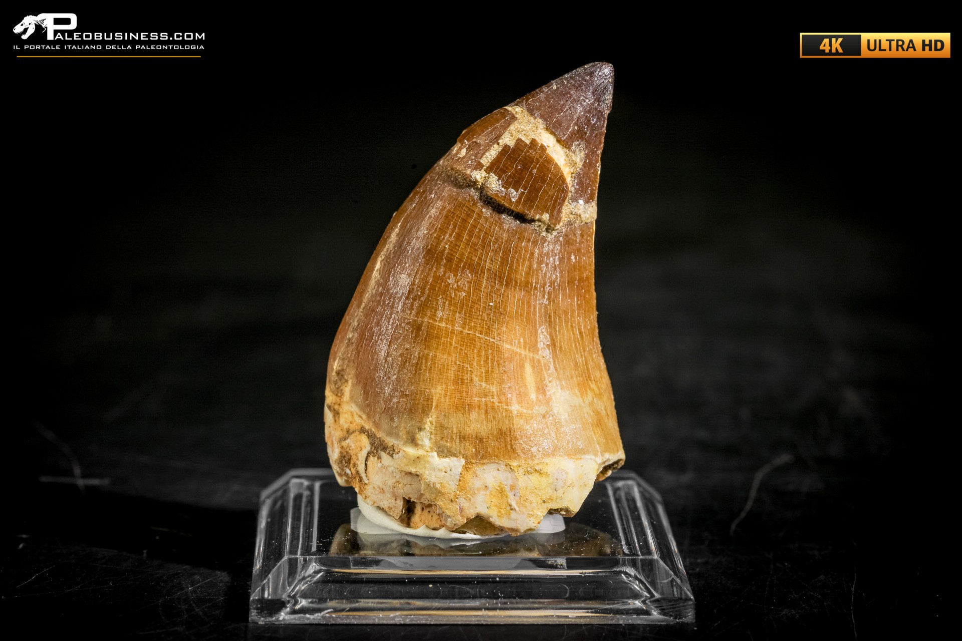 Dente fossile di Mosasaurus sp.