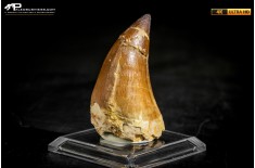 Dente fossile di Mosasaurus sp.