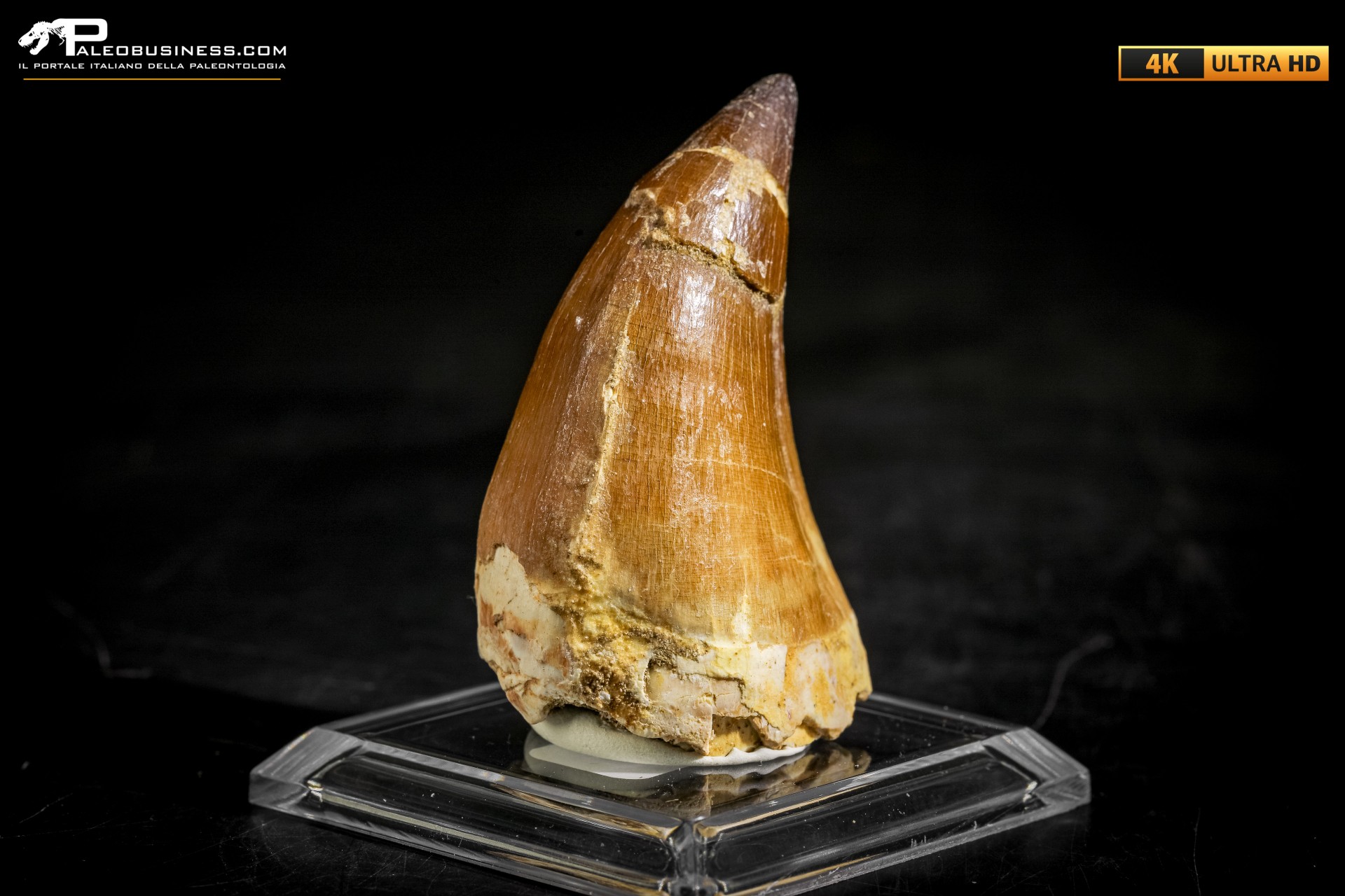 Dente fossile di Mosasaurus sp.