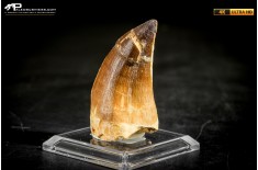 Dente fossile di Mosasaurus sp.