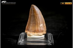 Dente fossile di Mosasaurus sp.