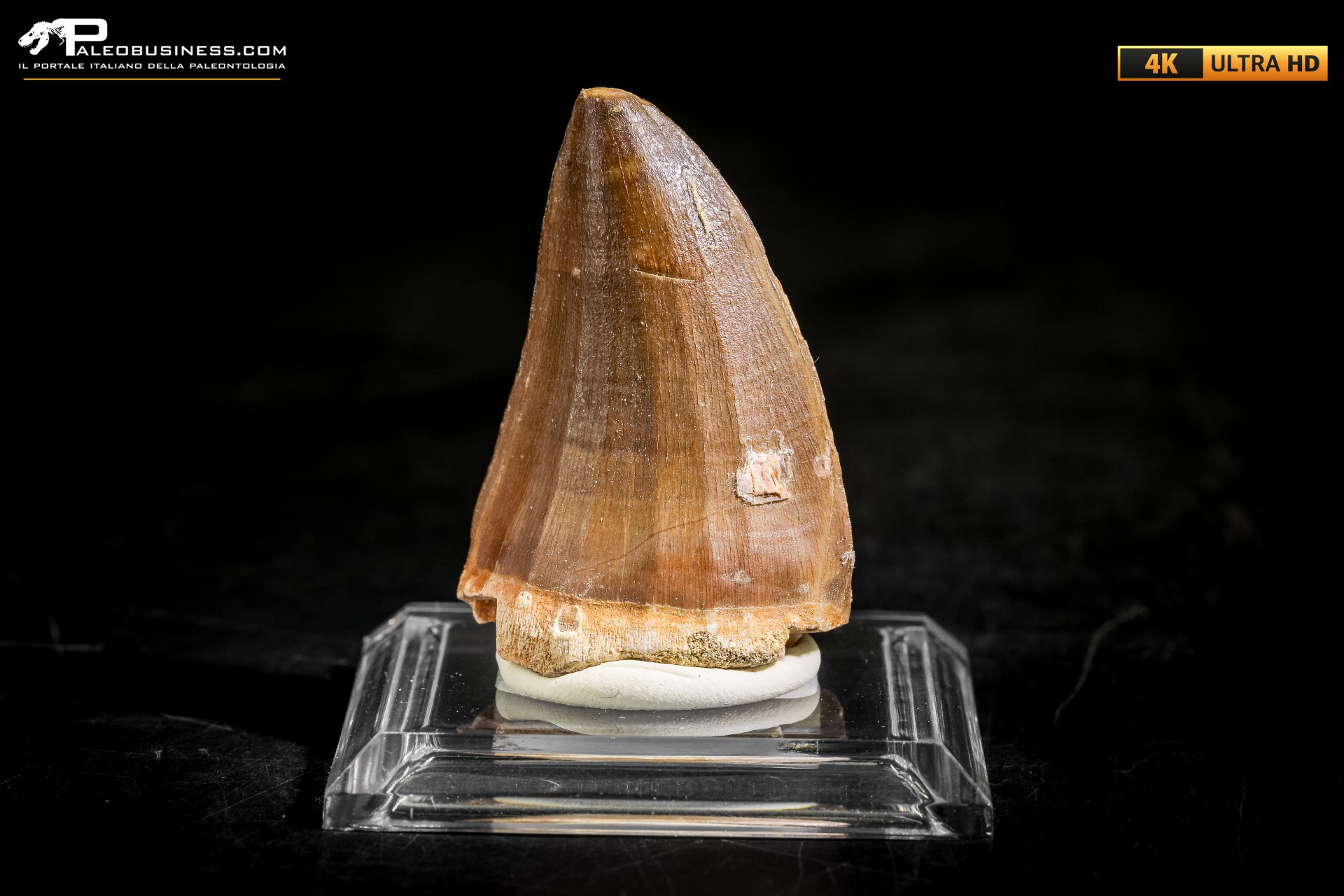 Dente fossile di Mosasaurus sp.