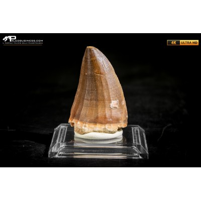 Dente fossile di Mosasaurus sp.