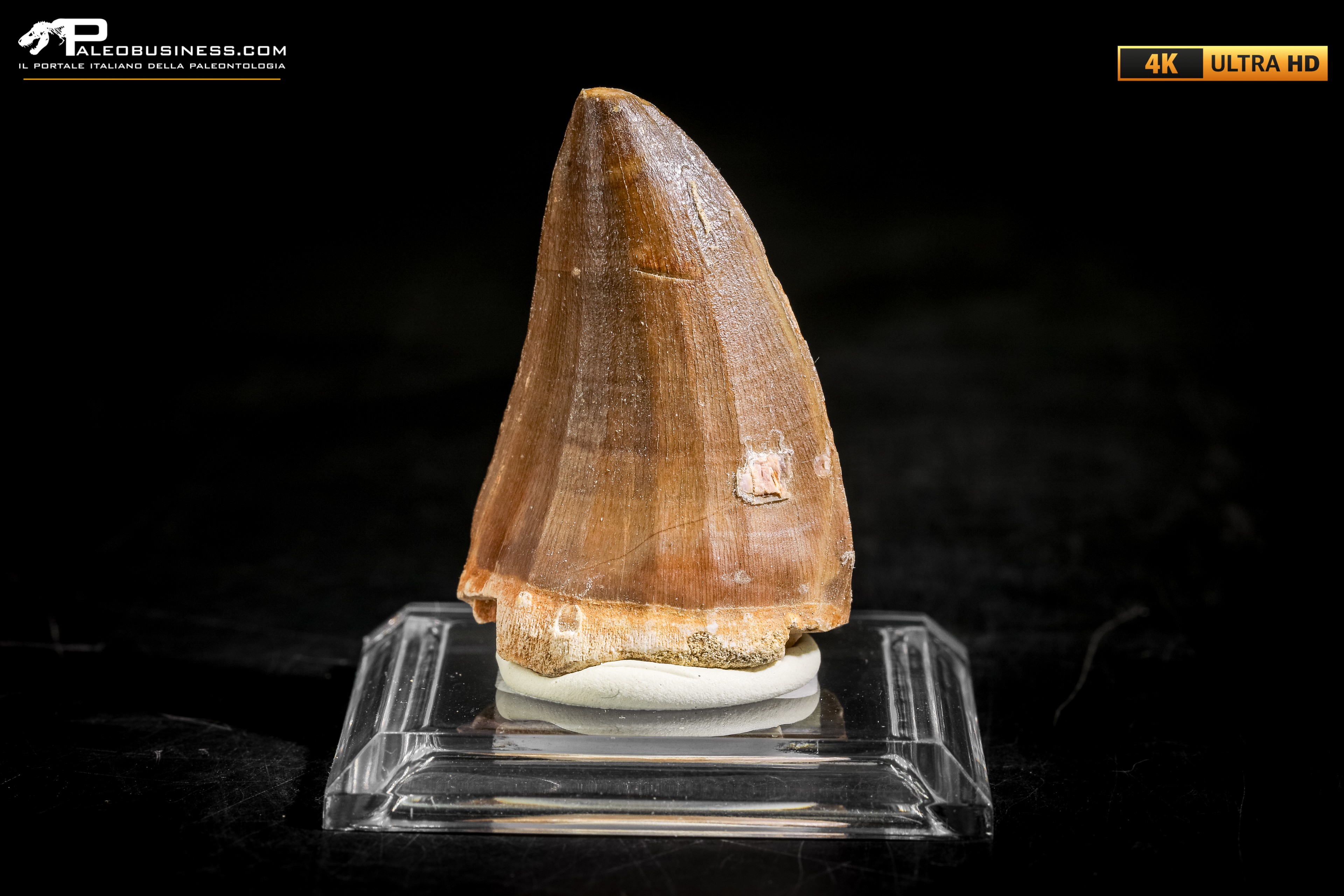 Dente fossile di Mosasaurus sp.