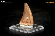 Dente fossile di Mosasaurus sp.