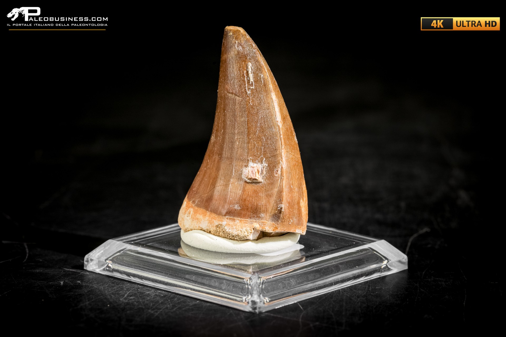 Dente fossile di Mosasaurus sp.