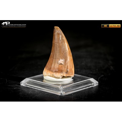 Dente fossile di Mosasaurus sp.