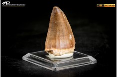 Dente fossile di Mosasaurus sp.