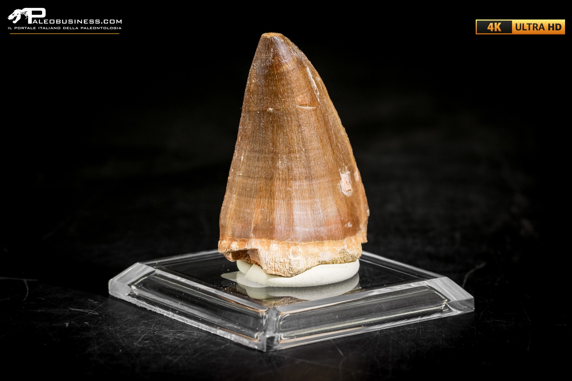 Dente fossile di Mosasaurus sp.