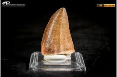 Dente fossile di Mosasaurus sp.