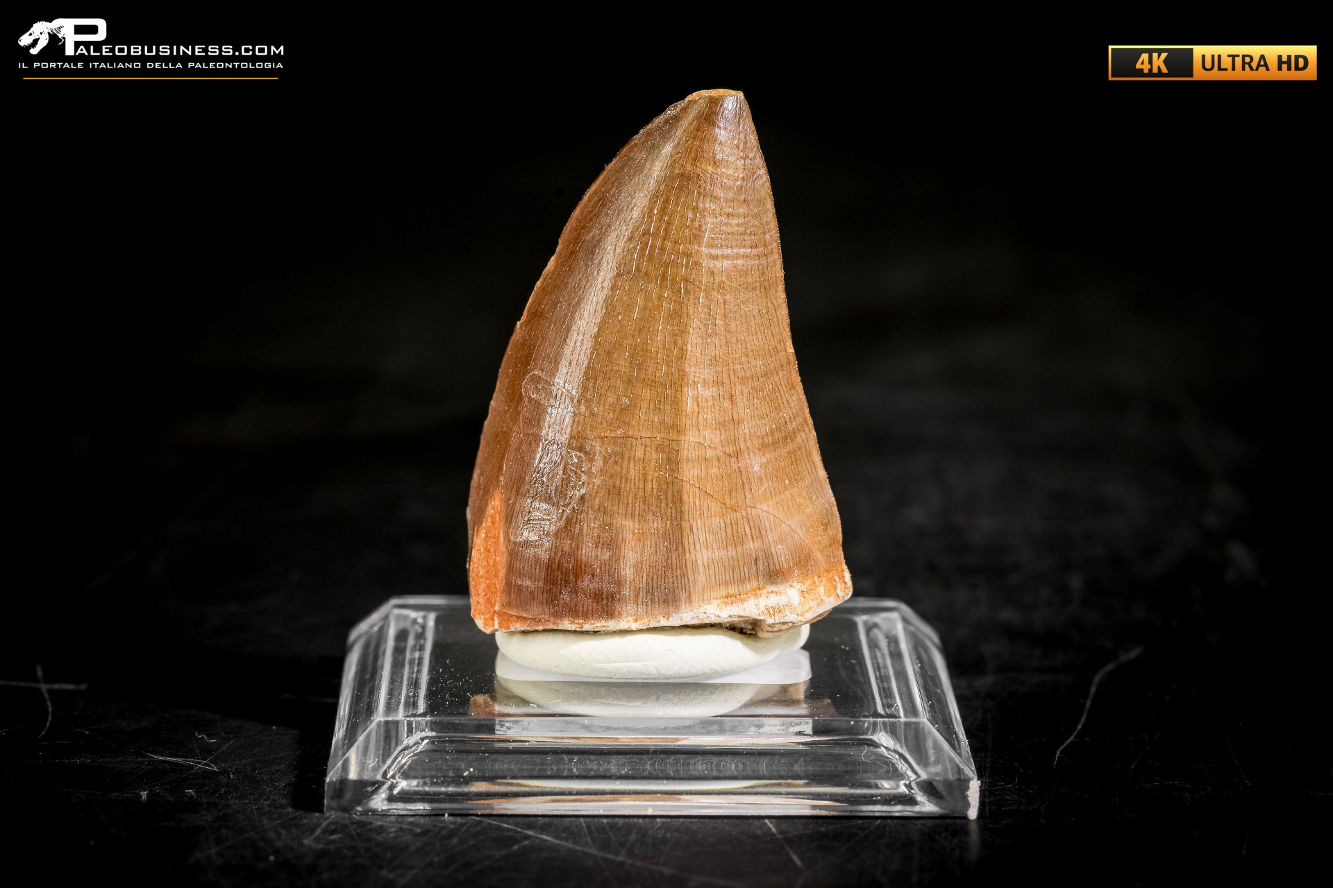 Dente fossile di Mosasaurus sp.