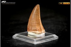 Dente fossile di Mosasaurus sp.