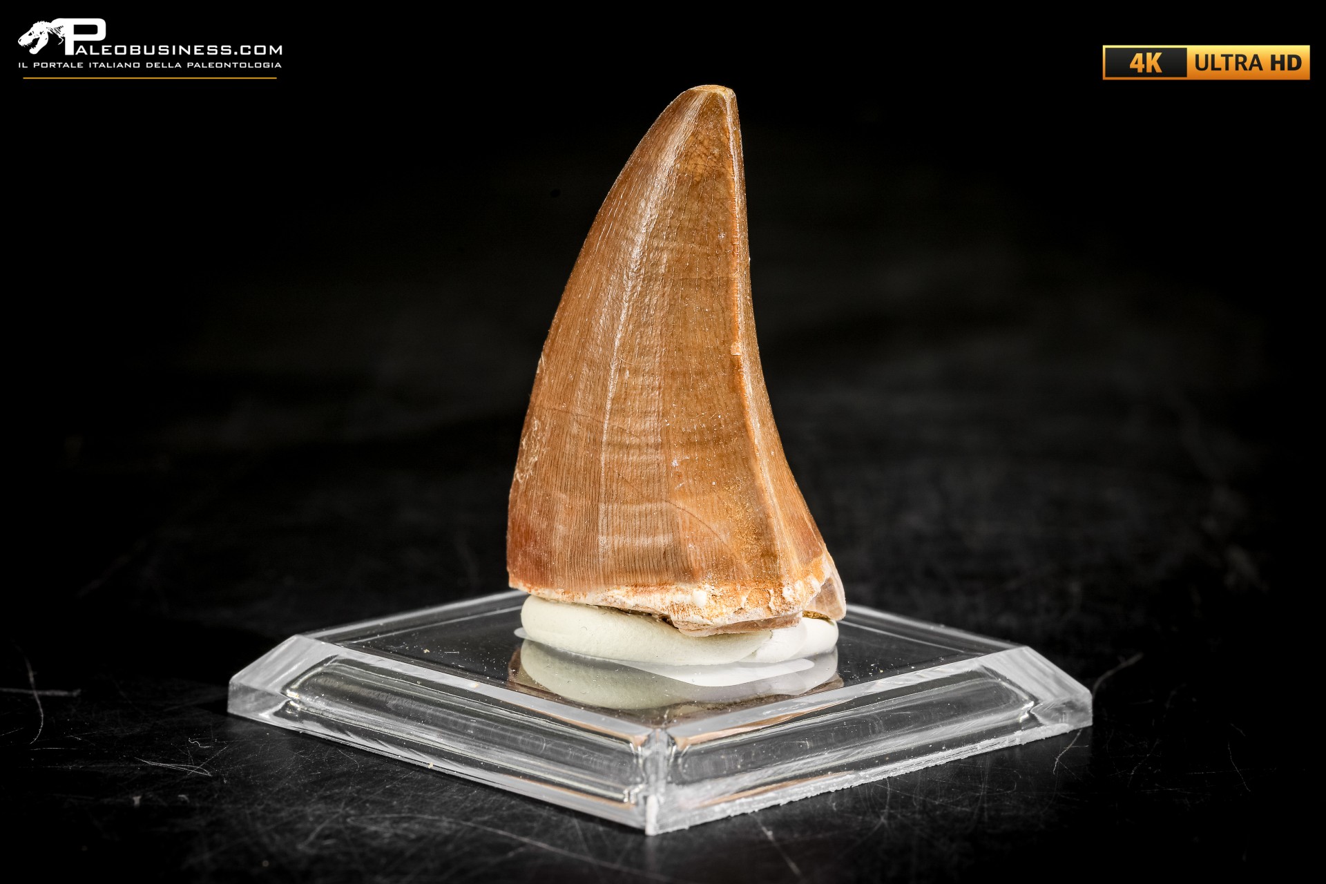 Dente fossile di Mosasaurus sp.