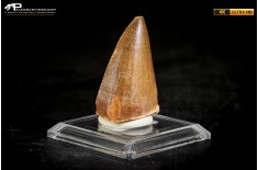 Dente fossile di Mosasaurus sp.