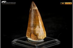Dente fossile di Mosasaurus sp.