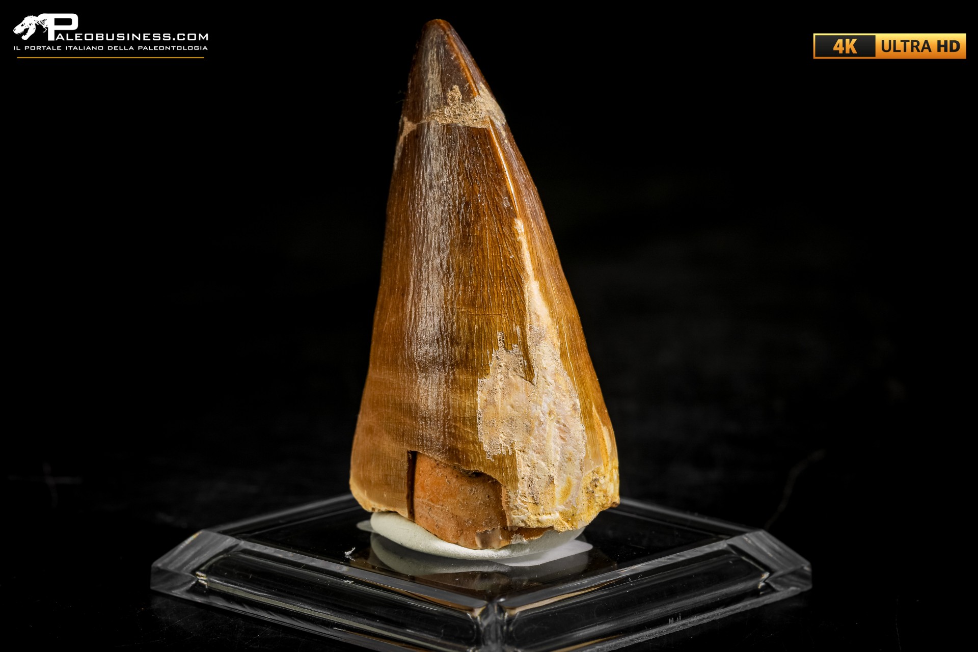 Dente fossile di Mosasaurus sp.