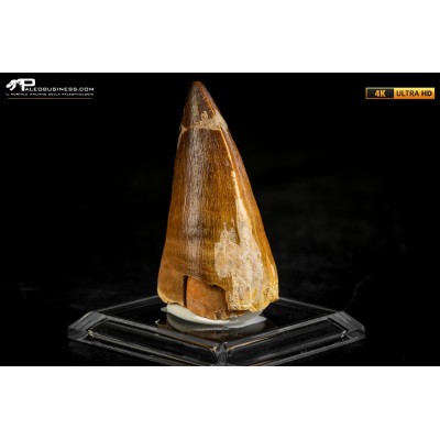 Dente fossile di Mosasaurus sp.