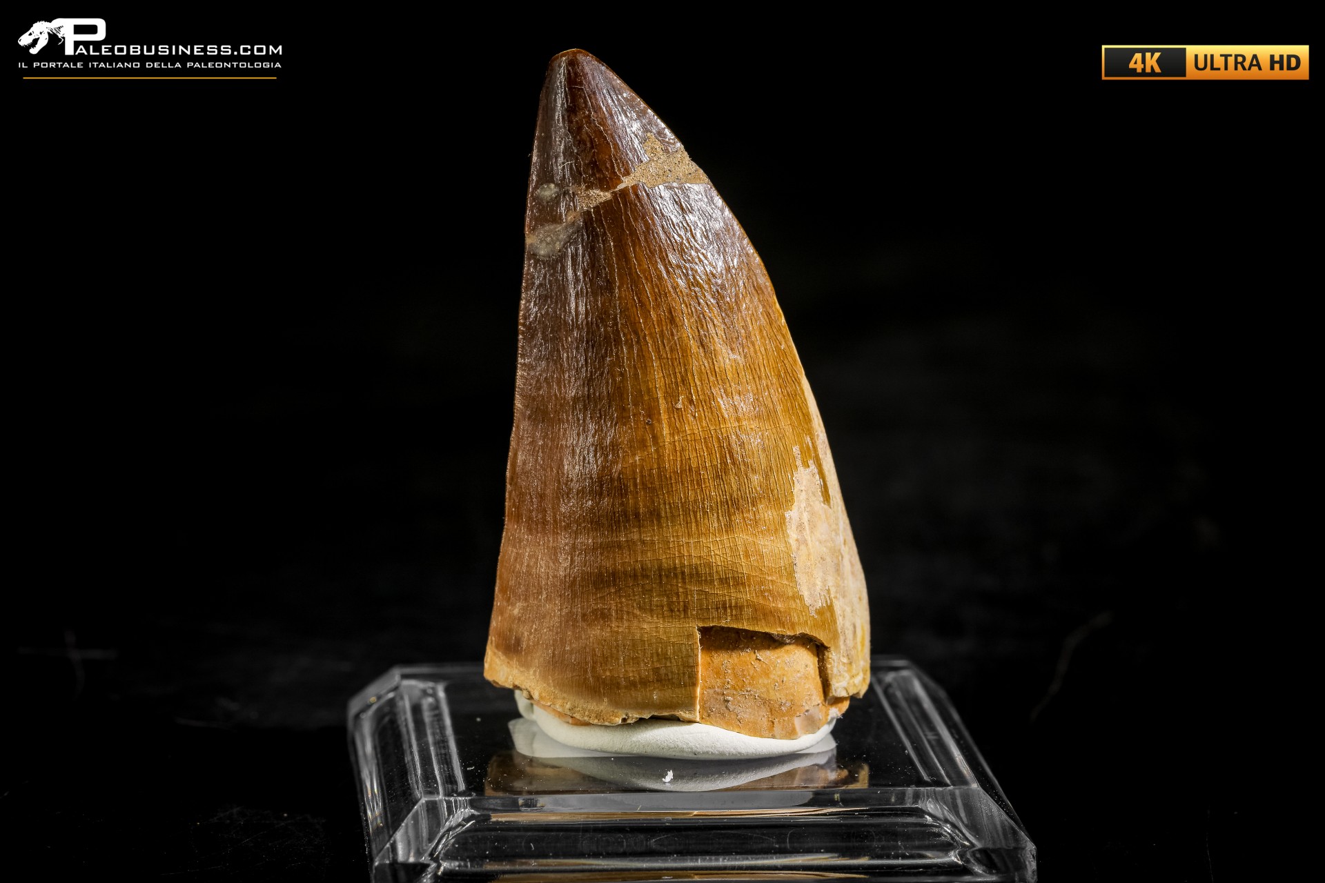 Dente fossile di Mosasaurus sp.