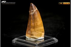 Dente fossile di Mosasaurus sp.